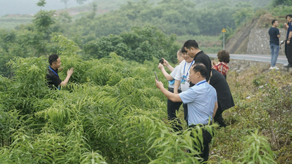 重慶秀山 黃精變“黃金”，電子產(chǎn)品銷售助力民富鄉(xiāng)村興
