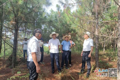 撫州市林業(yè)局局長吳開發(fā)赴崇仁調(diào)研林改工作，助力林業(yè)產(chǎn)品銷售升級