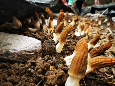 深山新產業 石阡鴛鴦湖村羊肚菌試種豐收，科技助農開辟多元致富路