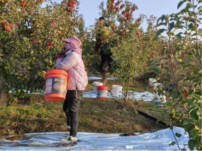赤峰寧城蘋(píng)果“甜蜜”上市 電子產(chǎn)品銷(xiāo)售借力金秋消費(fèi)季